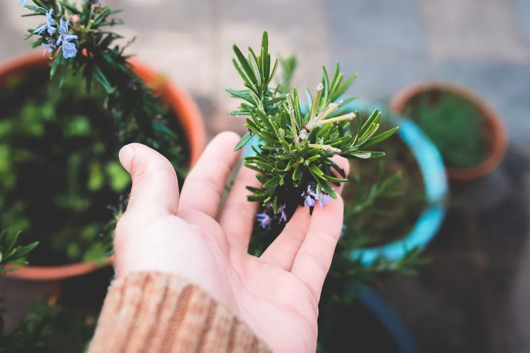 El romero puede cultivarse en macetas pequeñas dentro del hogar siempre que reciba luz. Foto: Pexels