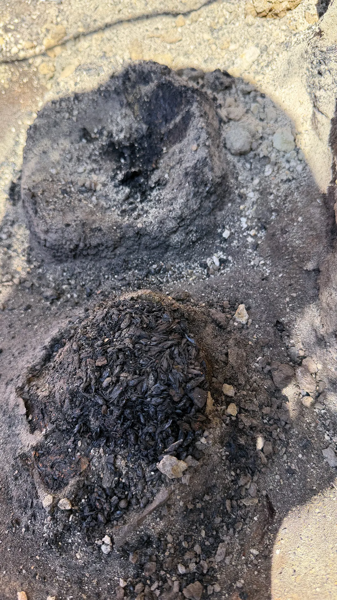 Los arqueólogos desenterraron dos cuencos de cerámica relativamente pequeños, colocados boca abajo con sus aberturas hacia abajo. Tras levantar cuidadosamente los recipientes, se comprobó que su contenido se había conservado bien y que habían granos de trigo carbonizados (aún en sus espigas). La especialista Elena Marinova-Wolf (Alemania) señaló que las espigas eran de trigo emmer (el tipo de trigo más cultivado en aquella época) y que los granos habían germinado. Esto significa que habían sido remojados en agua con el propósito de producir malta para la elaboración de cerveza. 