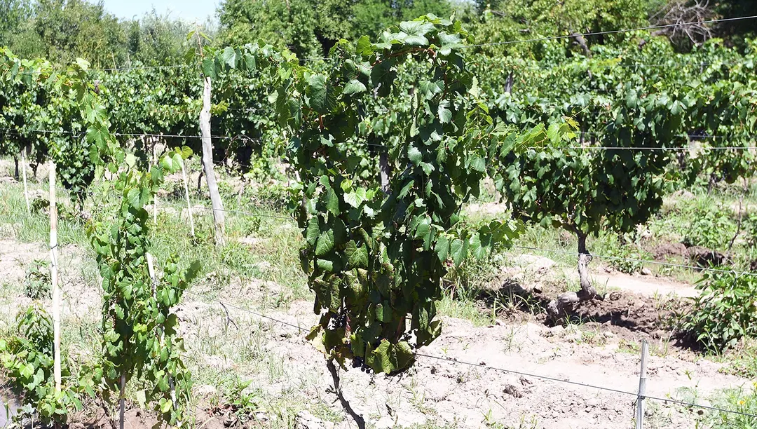 Viñateros mendocinos denuncian la pérdida de puestos de trabajo, entre otras problemáticas generadas por la crisis. 