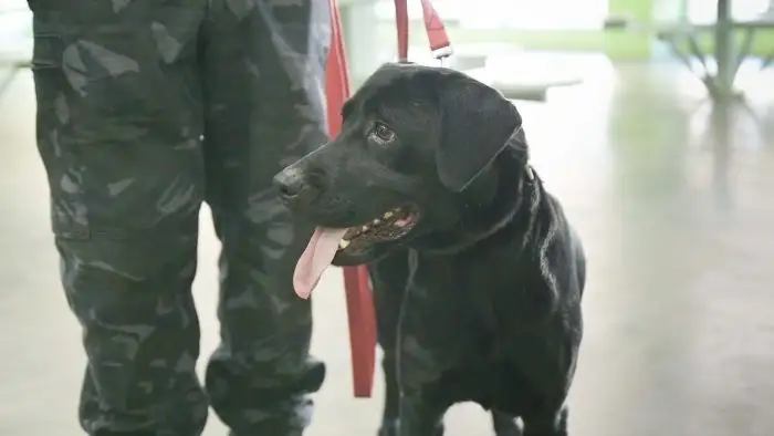 Un perro detector encontró ocho celulares ocultos en un freezer que ingresaban al penal Almafuerte