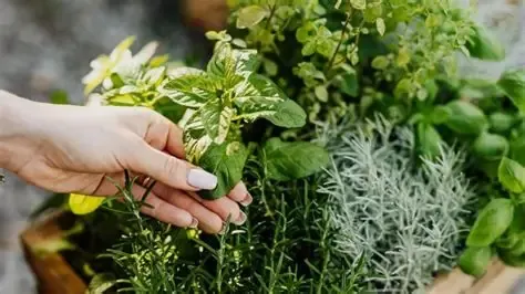 Mindfulness Las plantas traen paz.