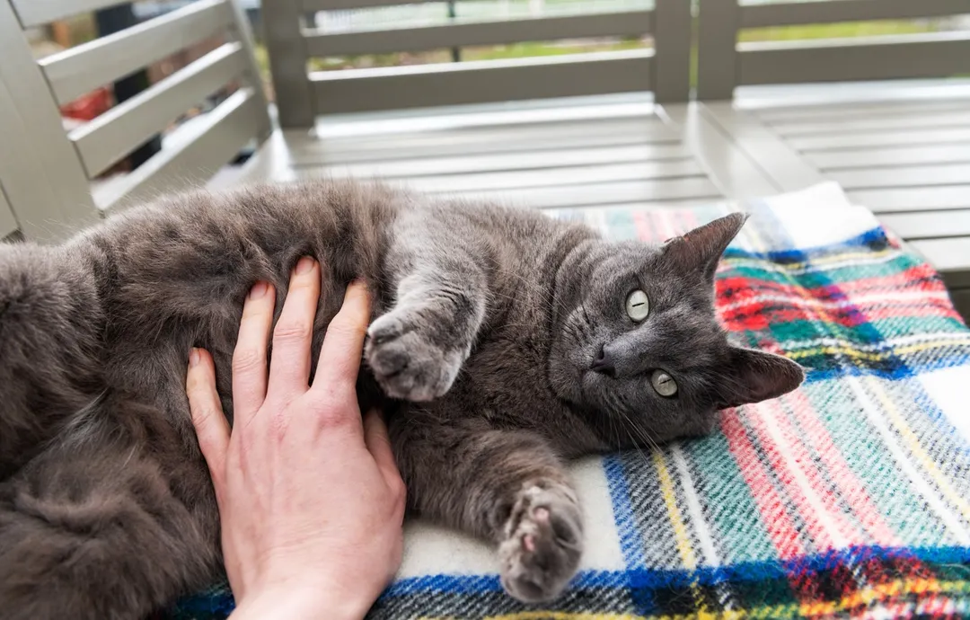 Mostrar la panza indica que el gato se siente completamente seguro. Foto: Shutterstock