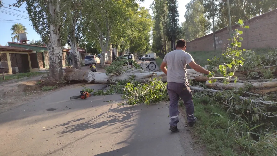 Especialistas advierten que muchos álamos plantados hace décadas sobre las rutas ya presentan un avanzado estado de envejecimiento y requieren controles periódicos.