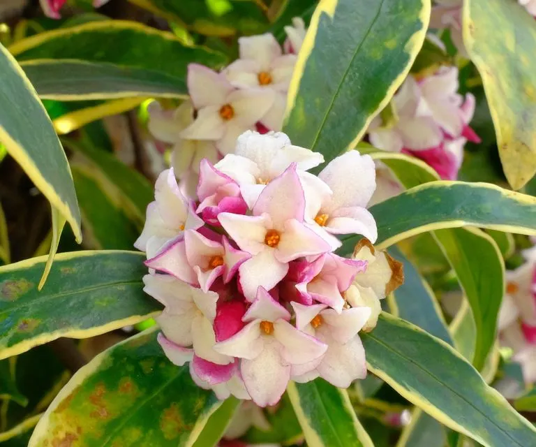 Las variedades cortas de Daphne aportan color y perfume al jardín durante el invierno. Crédito de la imagen: Shutterstock/Shepherdsatellite.    