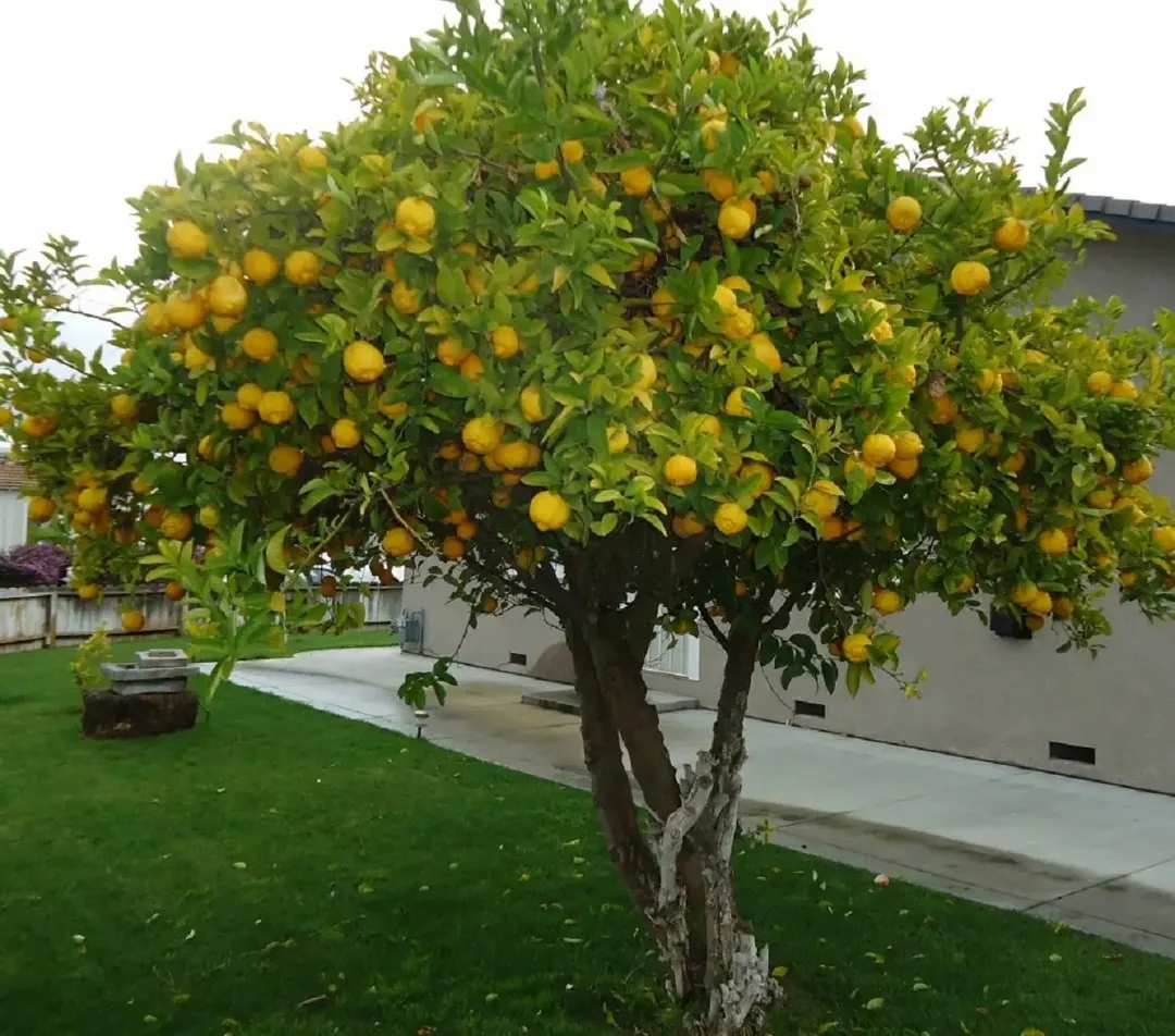 El truco para que un limonero crezca fuerte y saludable. 