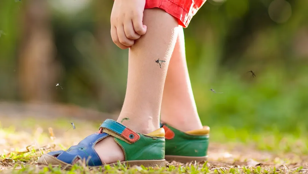 En China, ponen atención en los mosquitos, transmisores de enfermedades. Foto: Shutterstock