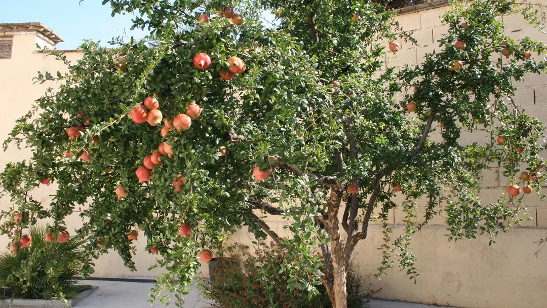 Un árbol frutal.