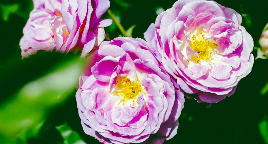 Rosa pùrpura Arctic Blue. Foto: Shutterstock/Lissa Chandler Photography.