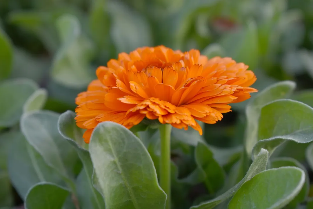 La planta para sembrar en invierno. Fuente: Shutterstock.