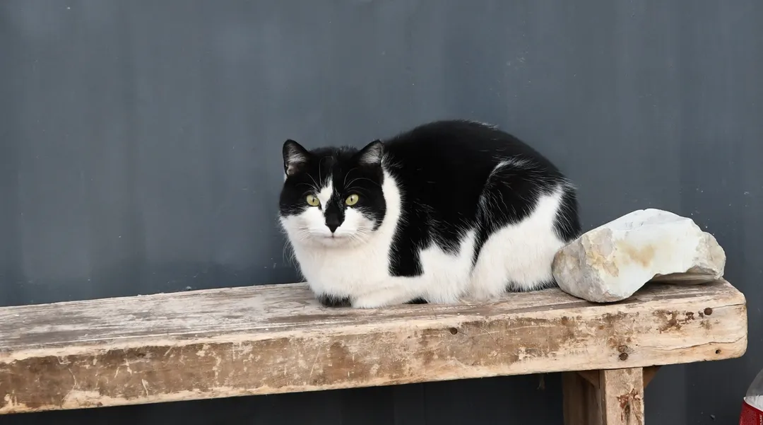 Explorar, cazar o buscar pareja: las razones más comunes por las que un gato se va de casa.