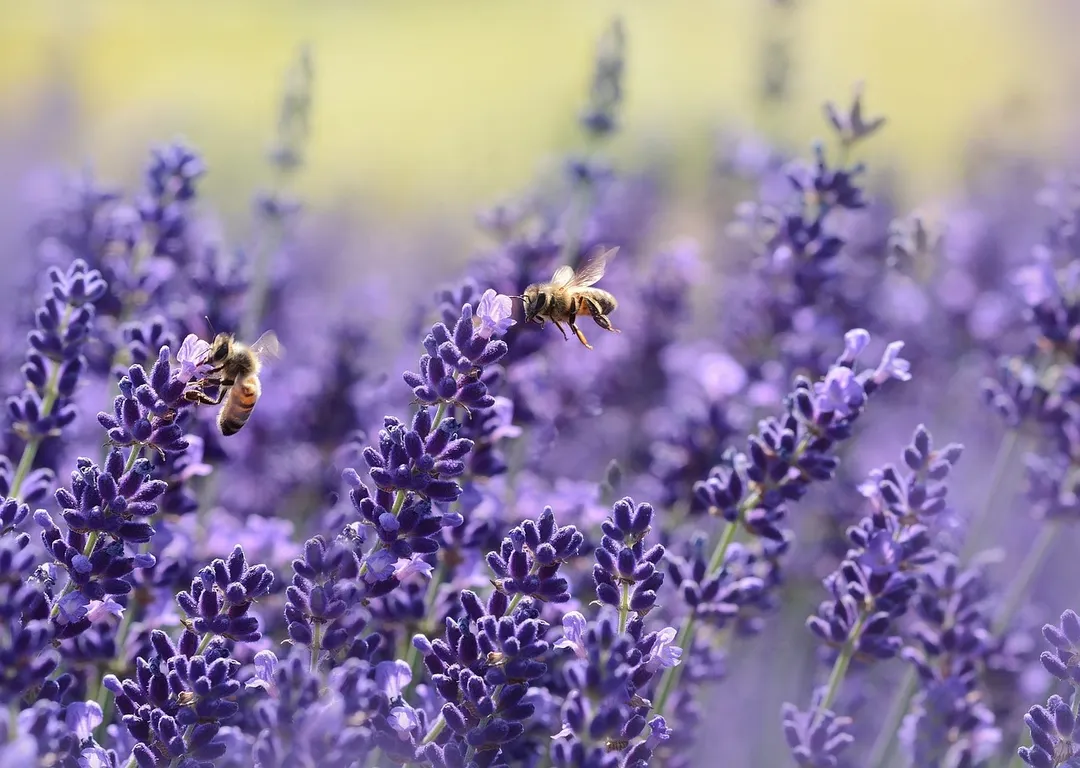 Jardín con lavandas. Foto: Pixabay - pixabay.com