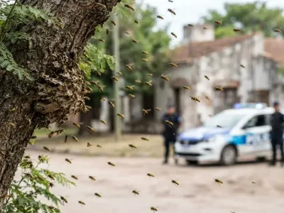Murió un hombre tras ser atacado por avispas en Jujuy