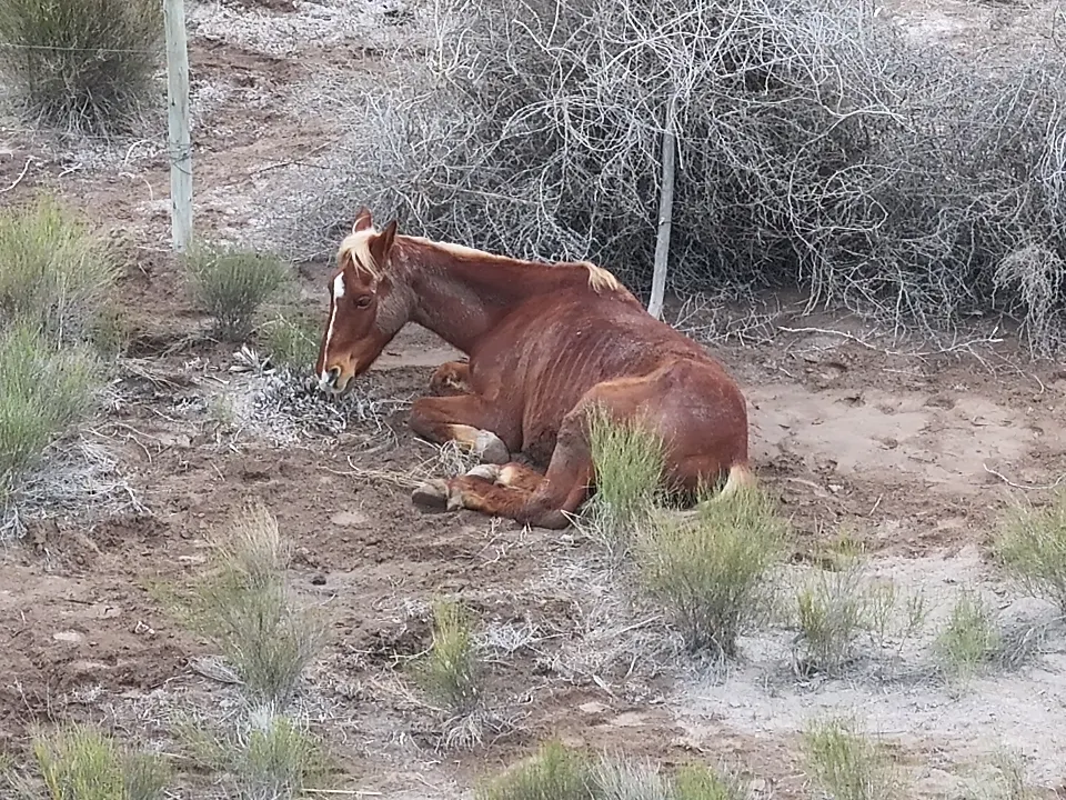 El procedimiento inicio tras un llamado en el que un hombre denunció el robo de dos caballos.