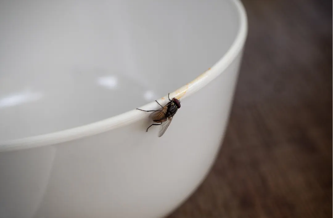 El vinagre con jabón funciona como una de las trampas caseras para moscas. Foto: shutterstock