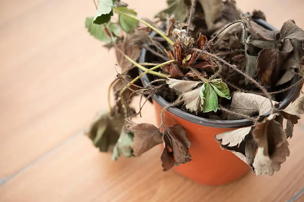 Planta seca.