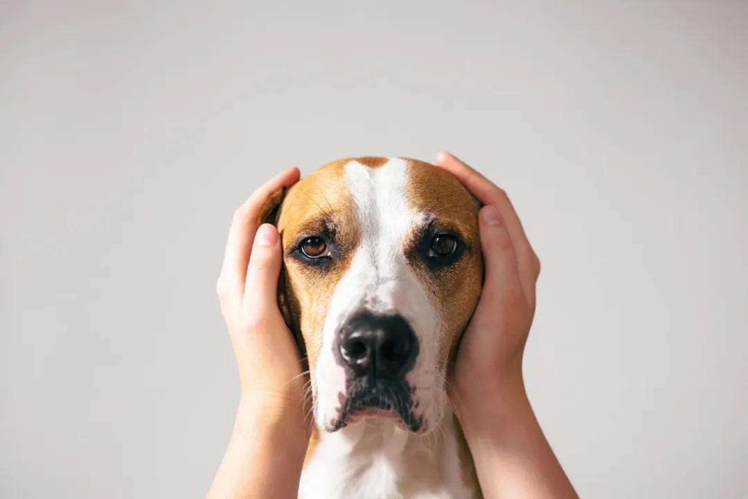 Crear un espacio seguro y mantenerse tranquilo son claves para ayudar a un perro con miedo a las tormentas. Foto: Archivo
