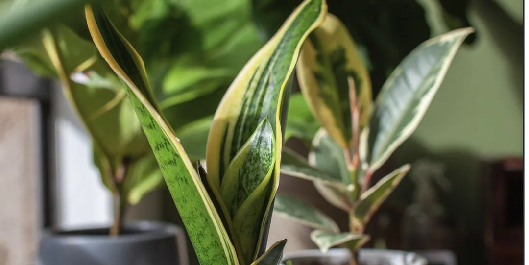 El vinagre tiene propiedades antifúngicas que ayudan a combatir plagas en la Sansevieria. Foto: Shutterstock