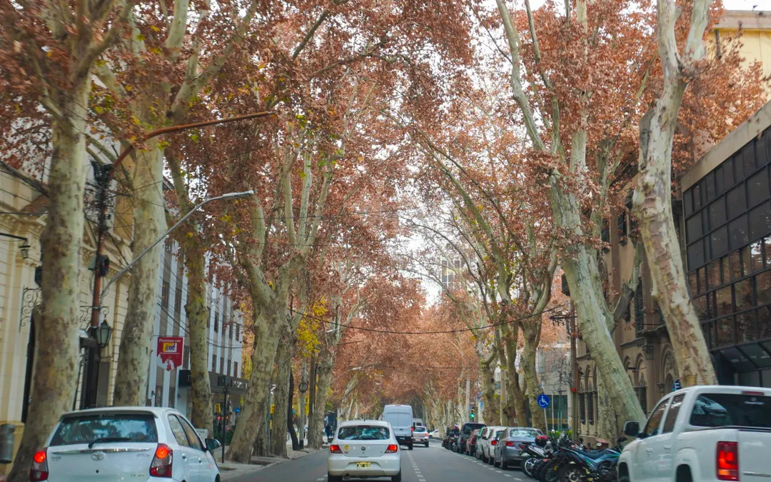 La eliminación de ramas estructurales puede modificar la forma en que un árbol distribuye sus cargas y soporta el viento.  