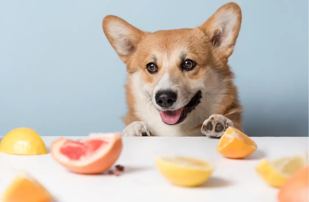 Cada vez más personas eligen preparar comida casera para sus mascotas. Qué ingredientes son seguros y cuáles deben evitarse. Foto: Shutterstock