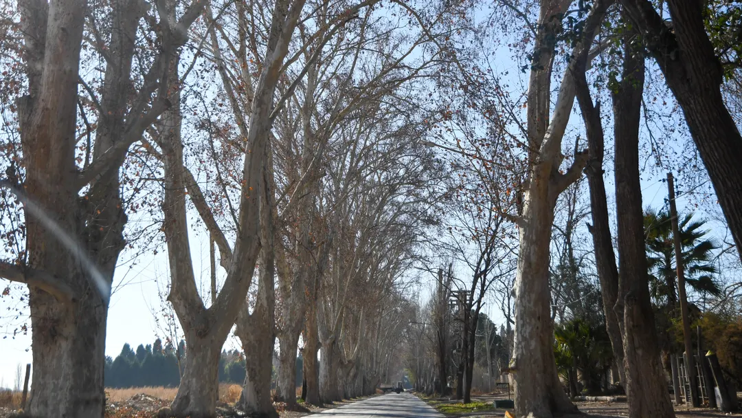 Durante el invierno, las ramas desnudas permiten apreciar la arquitectura natural de cada árbol y redescubrir el paisaje urbano del Gran Mendoza.