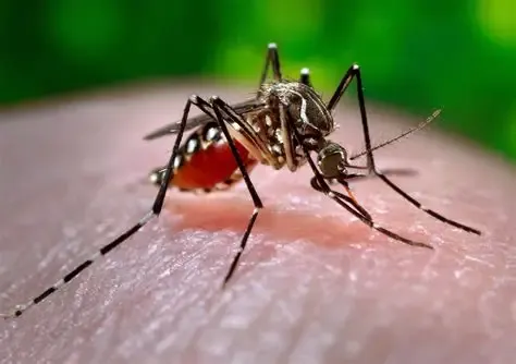 Los huevos del Aedes aegypti pueden permanecer viables durante varios meses y eclosionar cuando aumentan la temperatura y la humedad.
