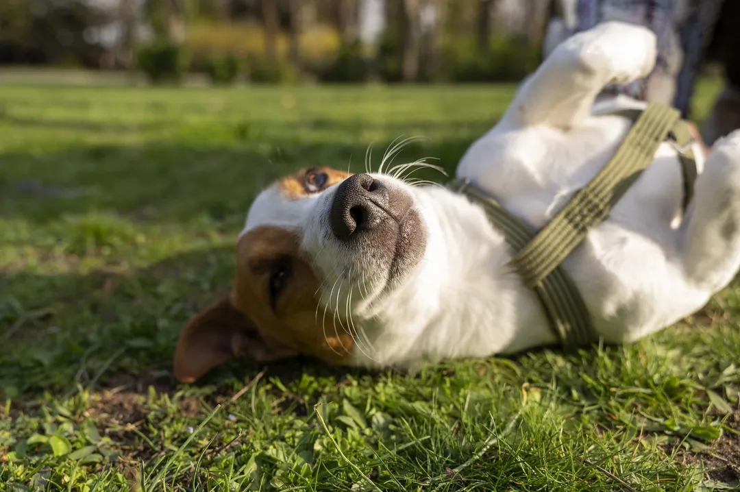 Con tiempo y paciencia, nuestros perros pueden mejorar sus comportamientos. Foto: Archivo MDZ