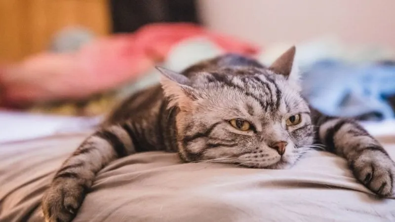 Un gato.