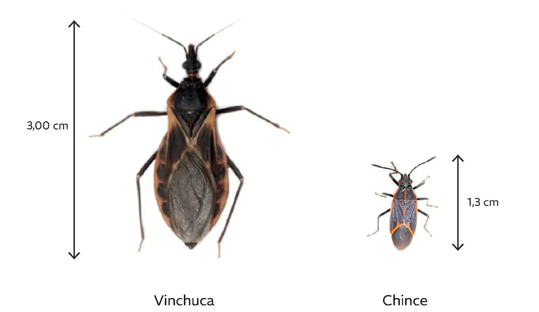 Diferencias del chinche del arce y la vinchuca. Foto: Municipalidad de Godoy Cruz