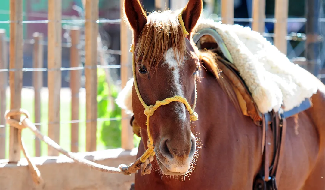 La propuesta de voluntariado en Australia está especialmente dirigida a personas que sepan montar a caballo.