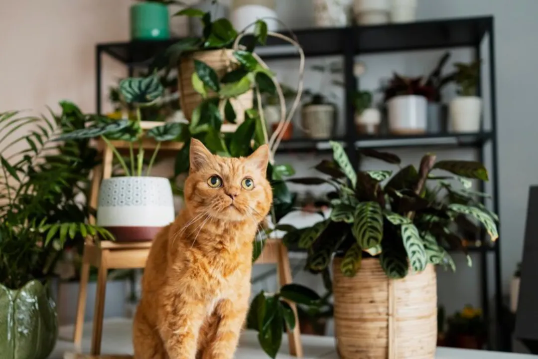 Mantén a tu gato alejado de las plantas sin dañar ni las plantas ni a tu mascota. Foto: Pexels