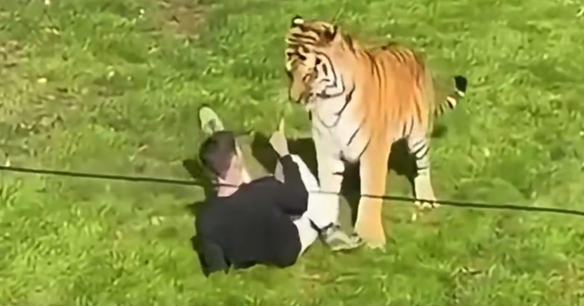 Horror en un zoológico en Inglaterra: un hombre murió tras entrar al recinto de un tigre
