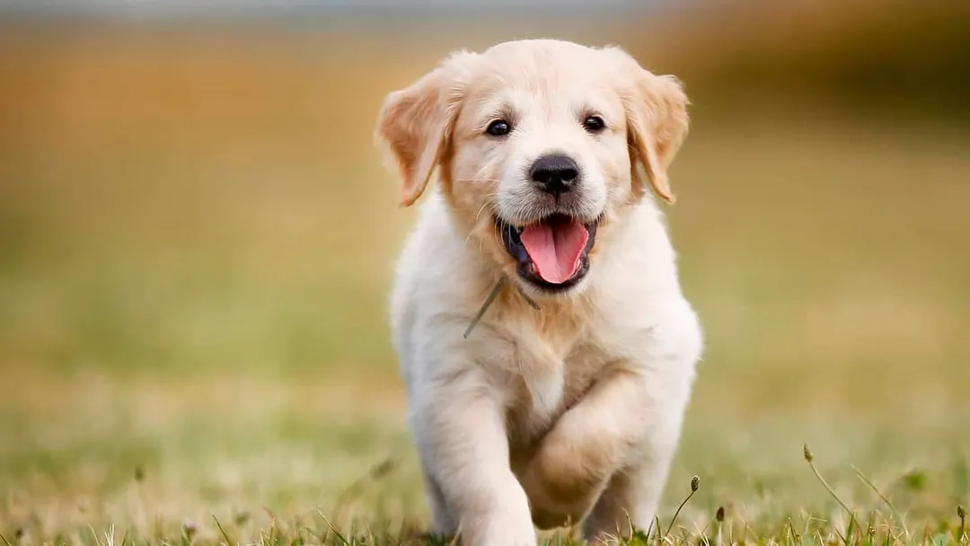 El Golden Retriever figura entre las razas más recomendadas para familias. Foto: Soluciones y mediaciones (solucionesymediaciones.es)