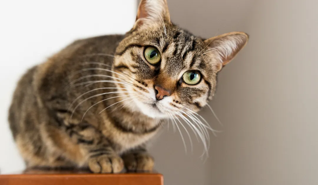 Consejos para que el gato no arañe.