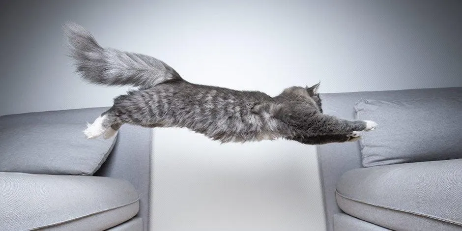 Qué hacer para cambiar este comportamiento en gatos.  Foto: Purina