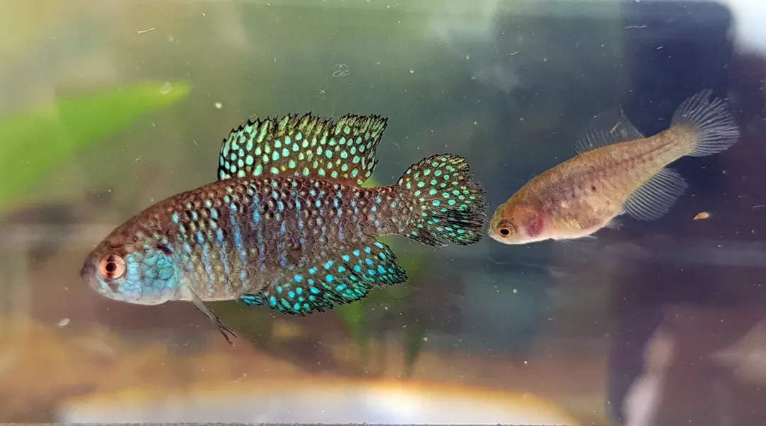 Peces: presentes en el proverbio de hoy.