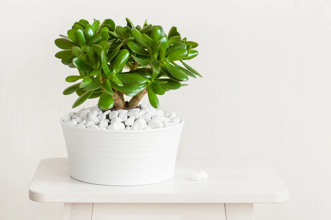 Feng Shui: dónde colocar el árbol de Jade para atraer dinero este 2024 Te explicamos dónde deberías poner este árbol teniendo en cuenta los criterios de esta creencia oriental. Foto: SHUTTERSTOCK