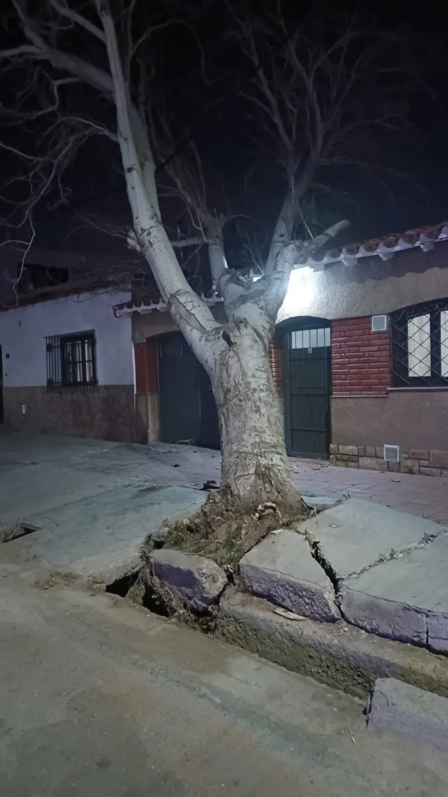 Un árbol de grandes dimensiones se cayó sobre una vivienda ubicada en calle Pedraza, en Las Heras.