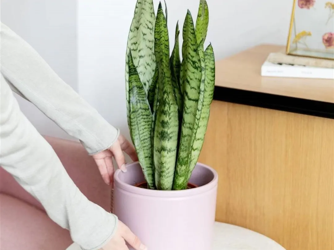 Lengua de suegra, requiere de pocos cuidados. Foto: Shutterstock