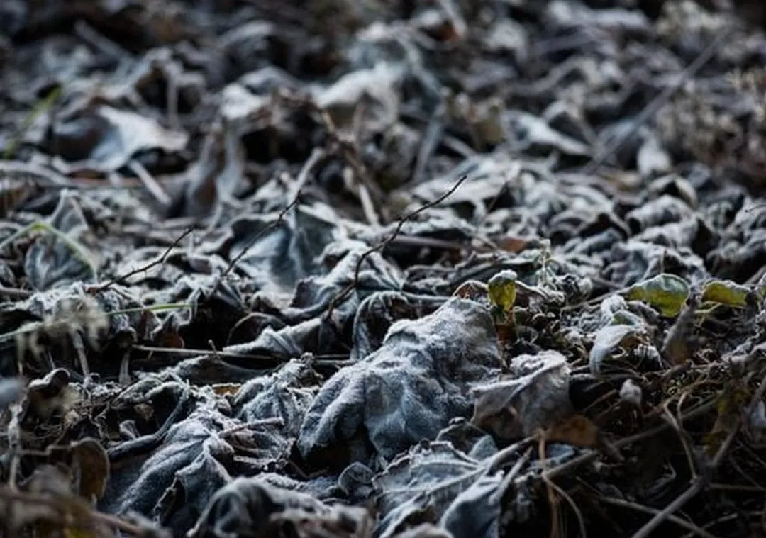 La medida alcanzará a productores afectados por heladas y granizo. 