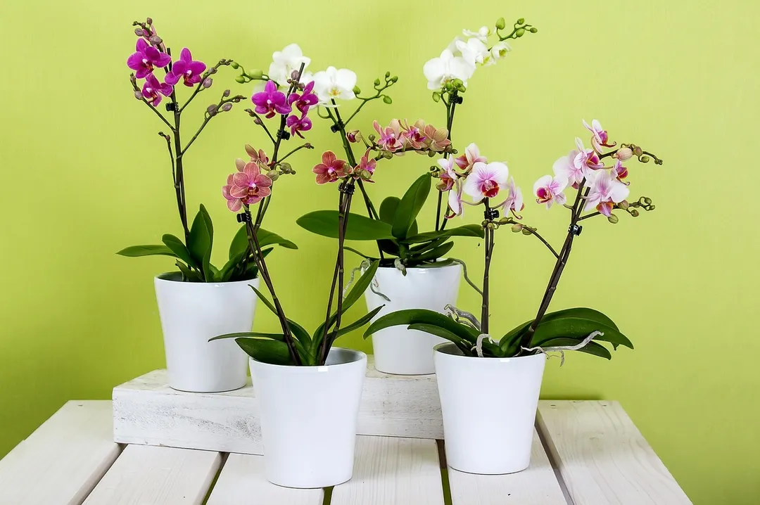 La orquídea es un espectáculo floral. Foto: Pixabay