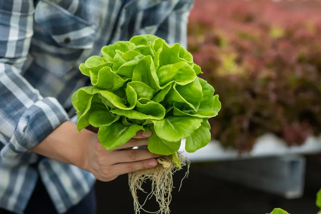 El papel de cocina puede convertirse en un aliado para conservar la lechuga y prolongar su frescura. Foto: Archivo