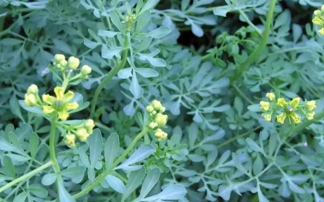 Las hojas de ruda se hierven para aromatizar ambientes y realizar limpiezas simbólicas del hogar. Foto: Shutterstock
