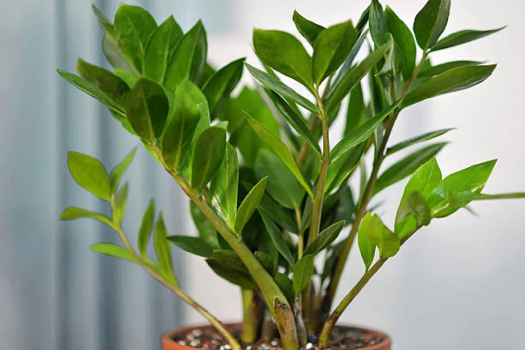 La planta más resistente.