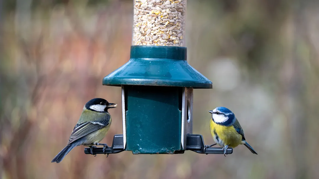 Los pájaros tienen diferentes hábitos alimenticios y requieren no solo diferentes tipos de comederos, sino también una ubicación específica para que puedan acceder a ellos.