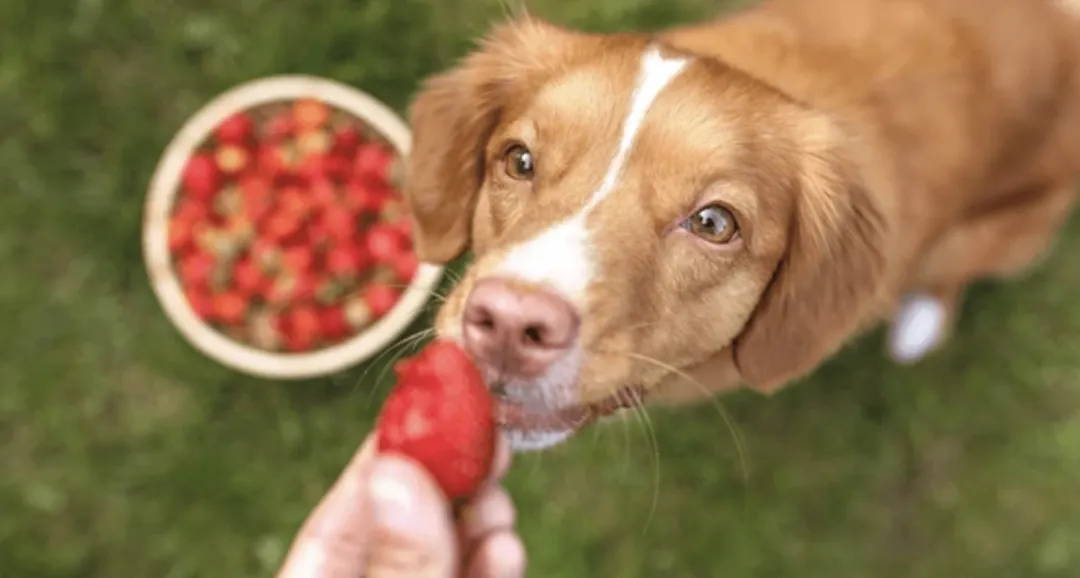 Elegir bien las frutas es clave para cuidar la salud de tu mascota. Foto: Shutterstock