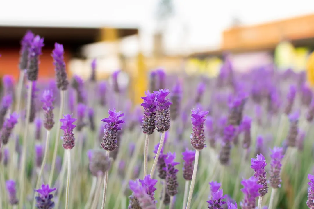 La lavanda es la planta aromática por excelencia. Foto: SHUTTERSTOCK