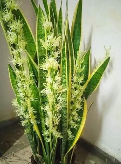 Así son las flores de una lengua de suegra