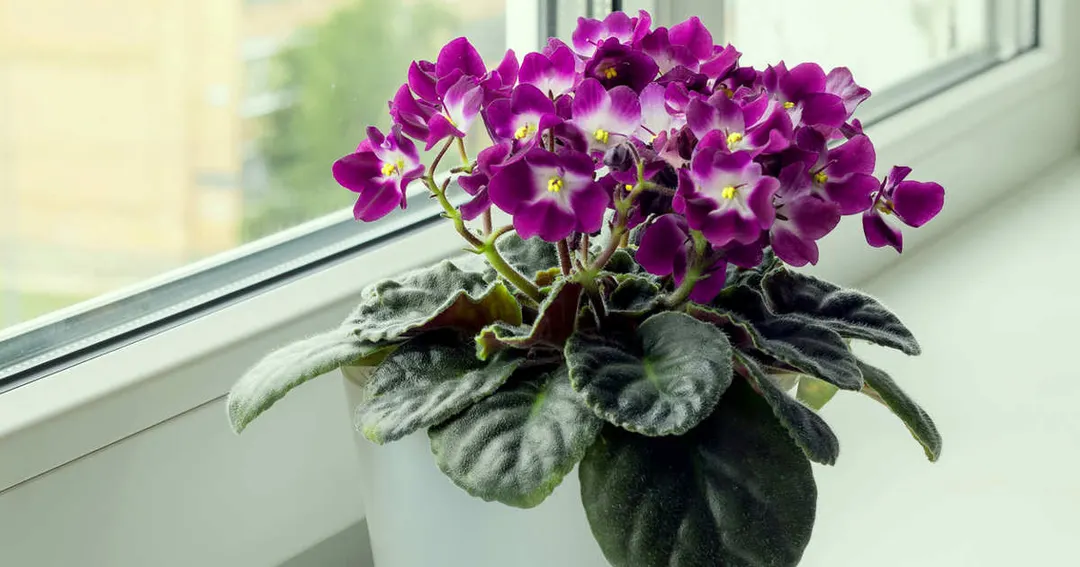 La violeta africana es una de las plantas que necesita poca luz