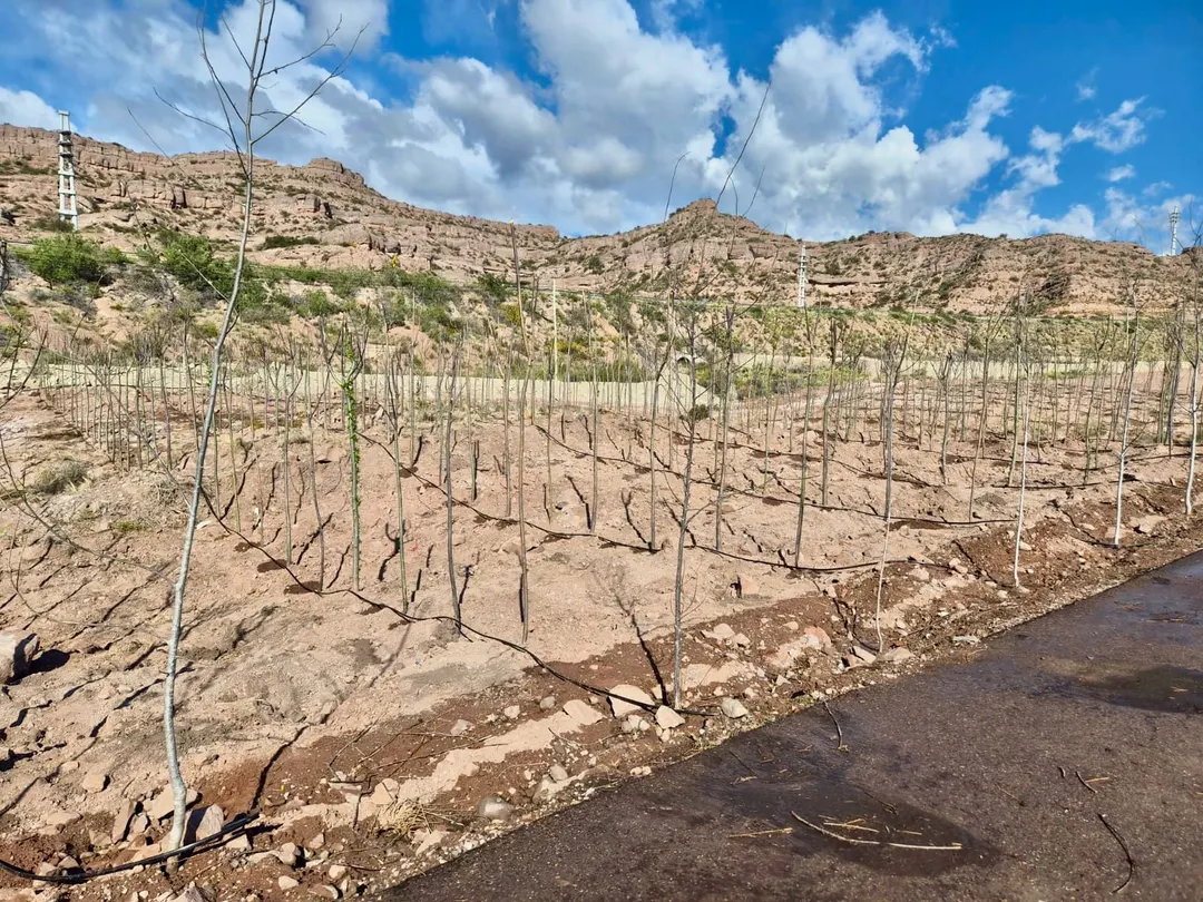 Parte de los 3.000 árboles que se plantaron en la zona. 