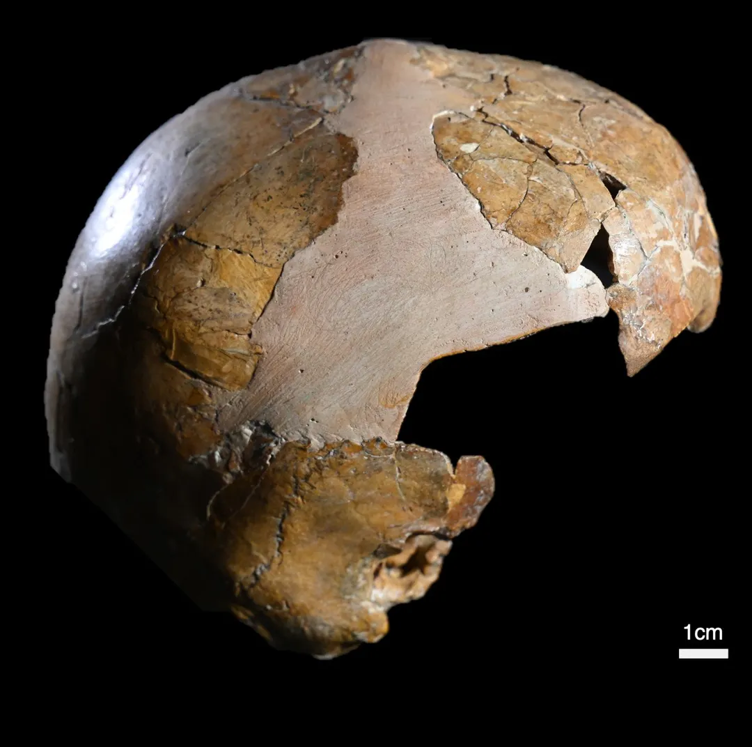 El cráneo infantil de Skhl, hallado en Israel en 1931, fue reanalizado con tecnología de escaneo 3D y revela rasgos de Homo sapiens y neandertales.